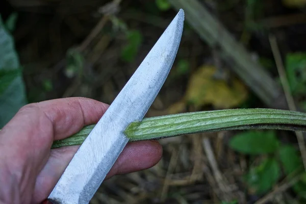 Knife Hand Long Gray Metal Blade Cuts Green Stem Plant — Stock Photo, Image