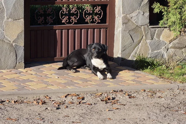 Cão Vadio Preto Branco Manchado Encontra Calçada Contra Parede Marrom — Fotografia de Stock