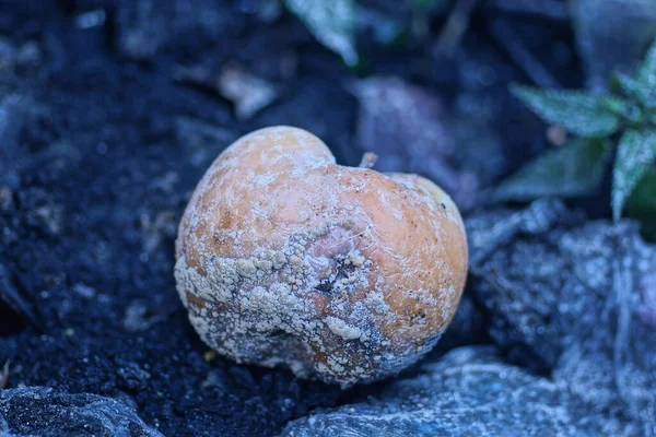 Una Manzana Podrida Marrón Yace Tierra Gris Negra Naturaleza — Foto de Stock