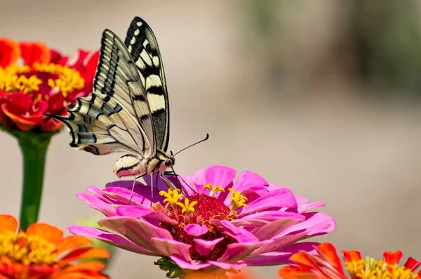 Gul og sort Swallowtail sommerfugl oven på en blomst - Stock-foto