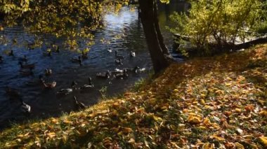 Autumn Park 'ta. Ördekler gölde yüzer. Sonbahar havası