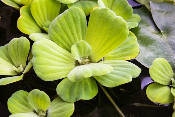 Pistia stratiotes 폭포. — 스톡 사진