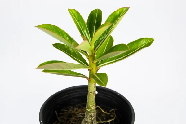 Rosa del deserto — Foto Stock