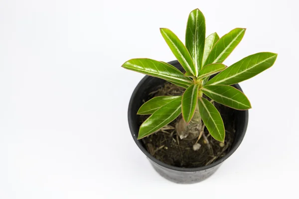 Desert rose — Stockfoto