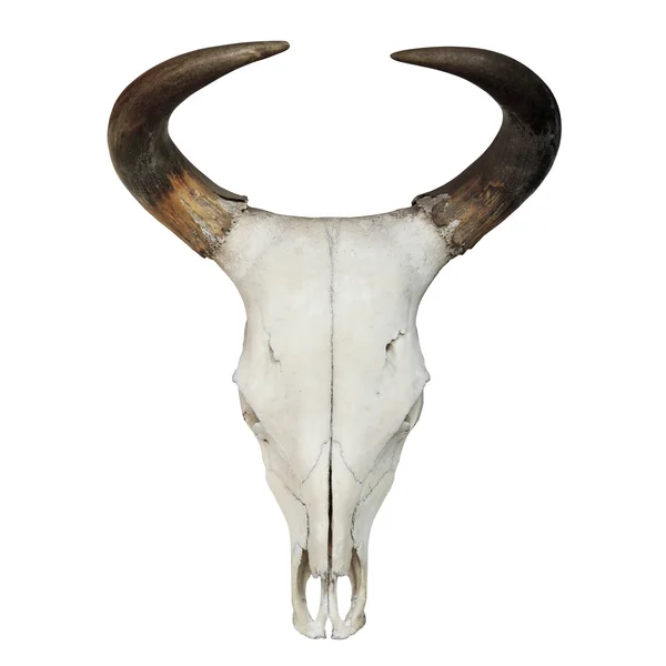 Bull Skull — Stock Photo, Image