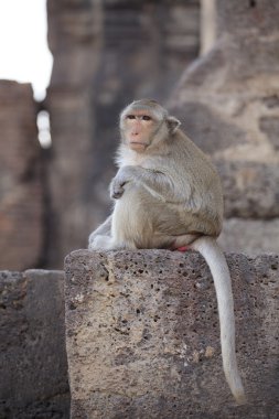 maymun lop buri il Tayland