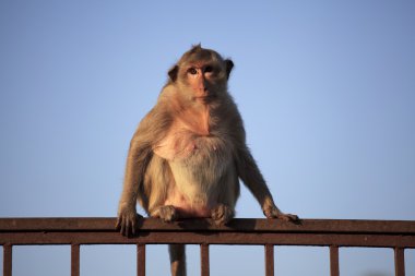 maymun ve mavi gökyüzü