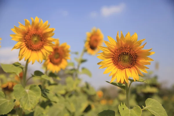 Sunflower and blue sky — Stock Photo, Image