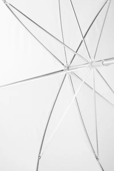 Albero ombrello bianco — Foto Stock