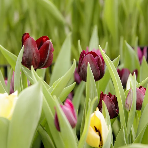 Tulipanes Flores —  Fotos de Stock