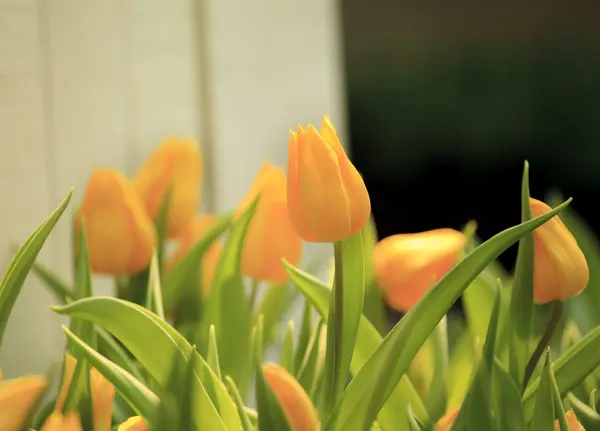 Tulipanes Flores — Foto de Stock