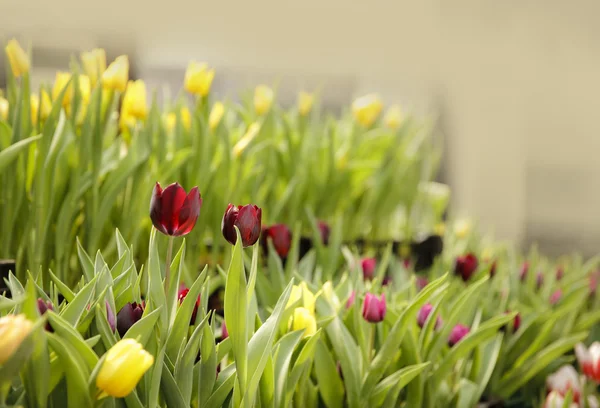 Tulpaner Blommor — Stockfoto