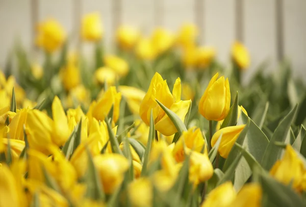 チューリップの花 — ストック写真