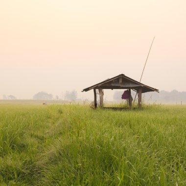 Kırsaldaki pirinç tarlaları