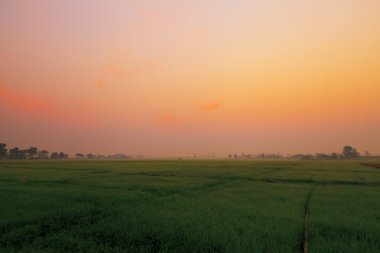 Kırsaldaki pirinç tarlaları