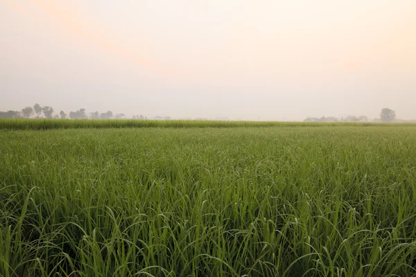 Pola ryżowe na wsi — Zdjęcie stockowe