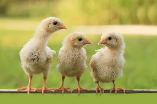 Groupe de petits poussins — Photo