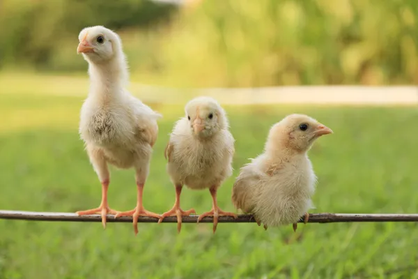 Groupe de petits poussins — Photo