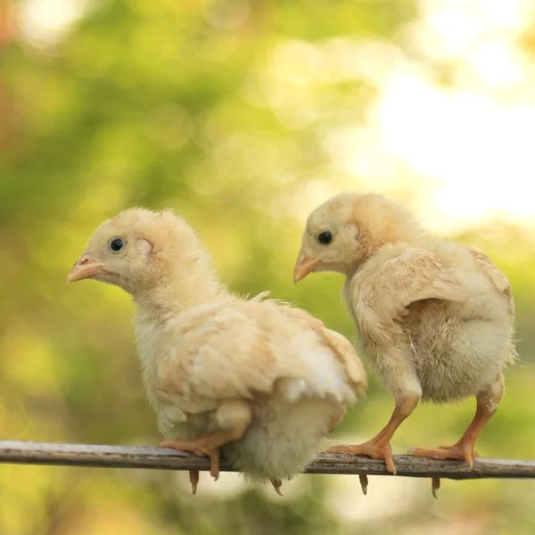 Five chicks are perching on bamboo stem Stock Photo by ©ismedhasibuan