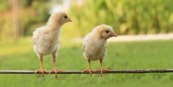 Small chicks — Stock Photo, Image