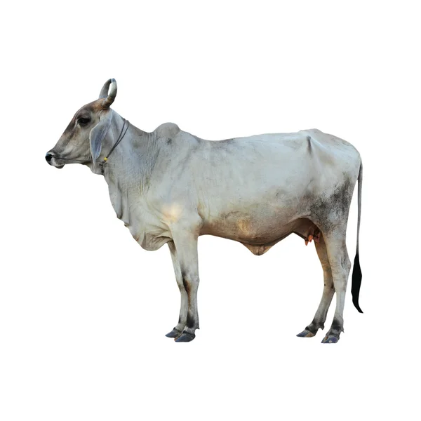 Ox on white background with Clipping Part — Stock Photo, Image