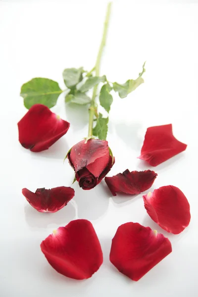 Beautiful red rose on white background — Stock Photo, Image