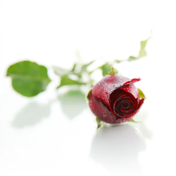 Red rose on white background — Stock Photo, Image