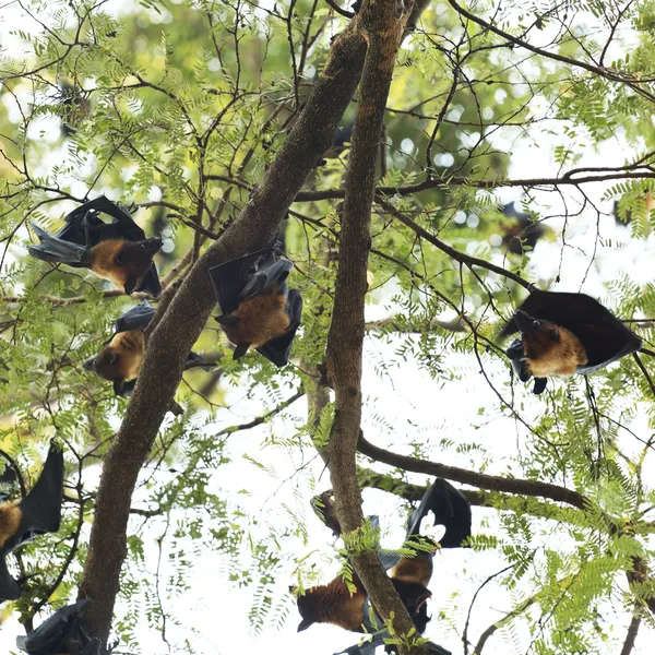 Murciélagos en el árbol — Foto de Stock