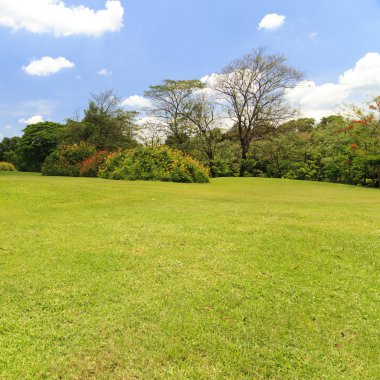 Park ağaç ve mavi gökyüzü