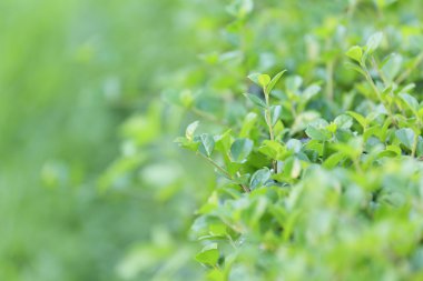 yaprak yeşil arka plan