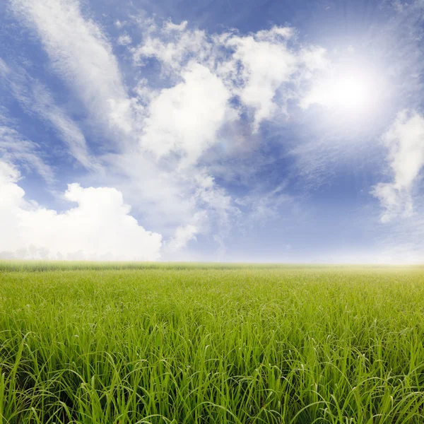 Campos de arroz y cielo azul —  Fotos de Stock