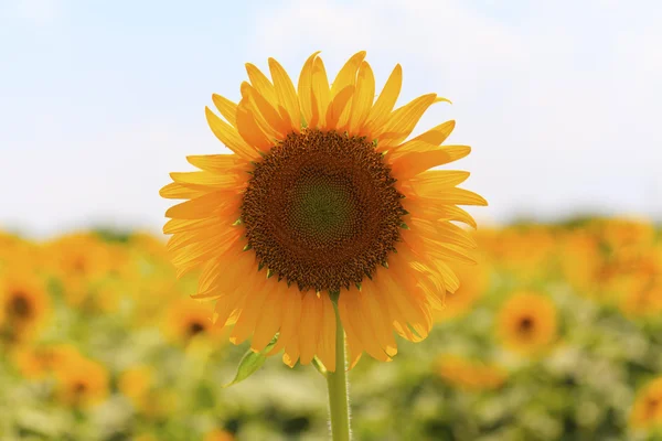 Sunflower — Stock Photo, Image