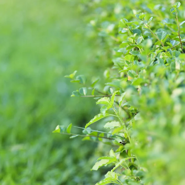 Grönt blad bakgrund — Stockfoto