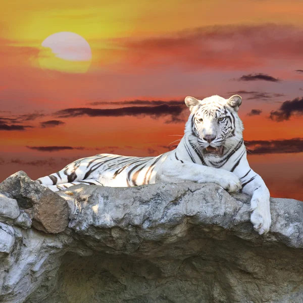 Witte tijger bij zonsondergang — Stockfoto