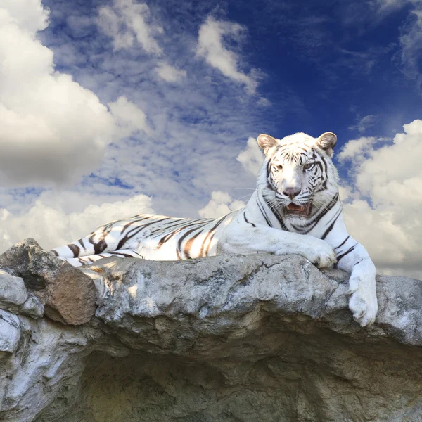 Witte tijger op blauwe hemel — Stockfoto