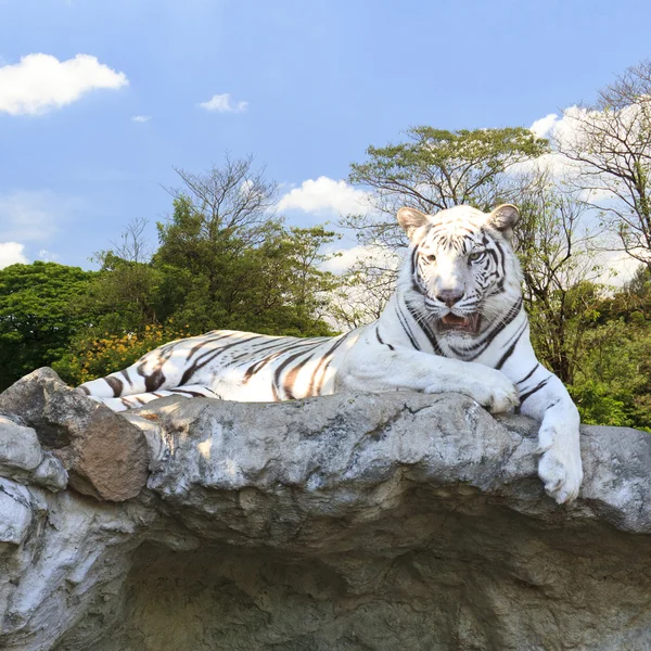 Witte tijger in het bos — Stockfoto