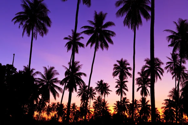 Silueta kokosových stromů — Stock fotografie