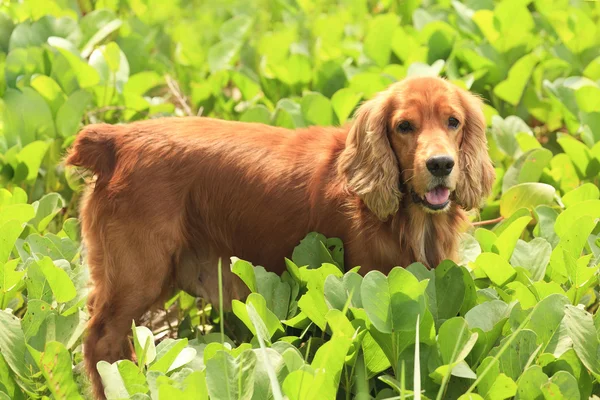 Köpek sarmaşık arka planda — Stok fotoğraf