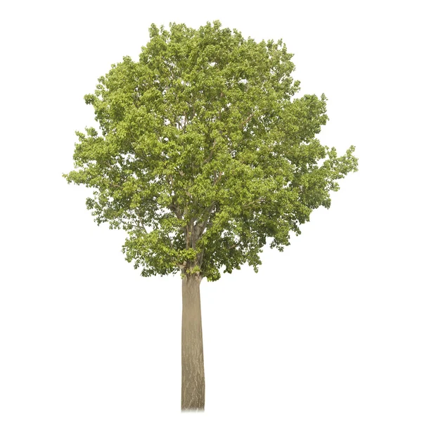Green tree on white background — Stock Photo, Image