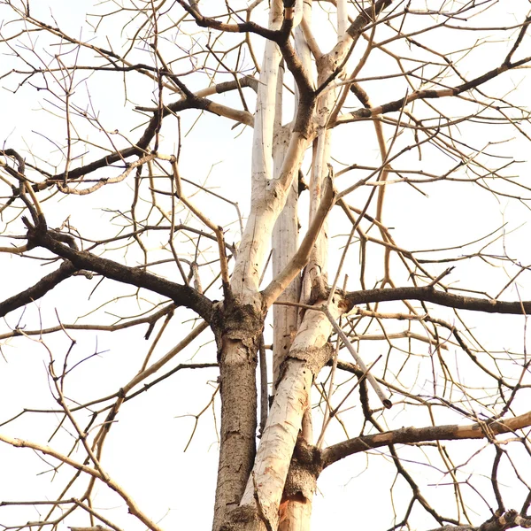 Albero morto su sfondo bianco — Foto Stock