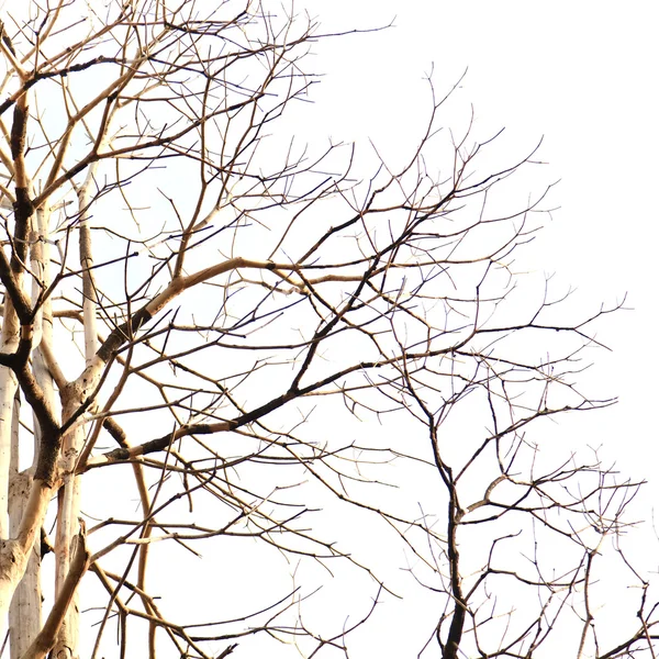 Mrtvý strom na bílém pozadí — Stock fotografie