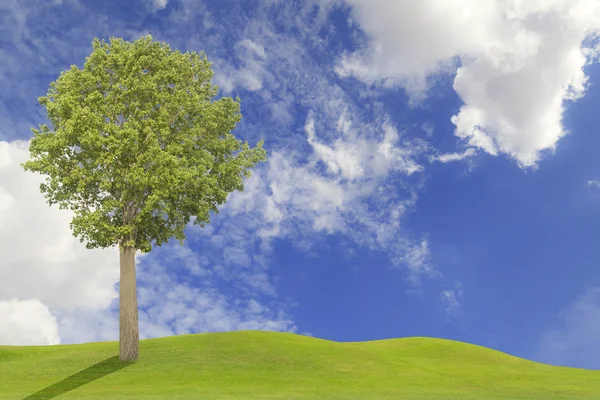 Tree on green field and blue sky — Stock Photo, Image