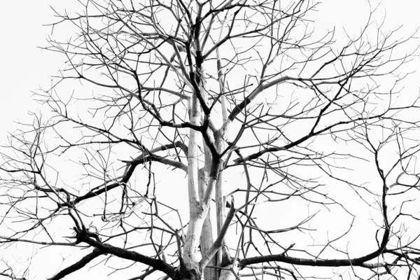 Martwe drzewo na białym tle — Zdjęcie stockowe