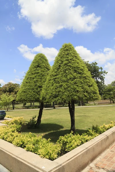 Plantas ornamentales en el jardín —  Fotos de Stock