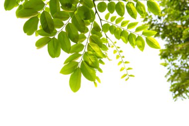 beyaz arkaplanda yeşil yapraklar