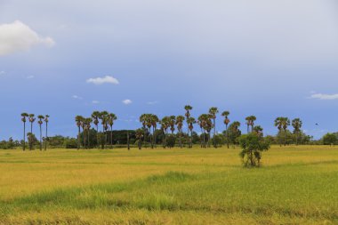 pirinç tarlaları ve şeker palmiye ağacı