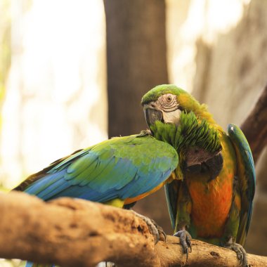 Amerika papağanı kuş