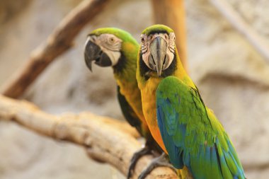 Amerika papağanı kuş