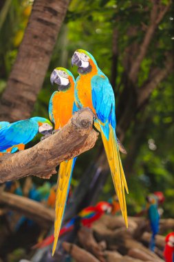 Amerika papağanı kuşlar