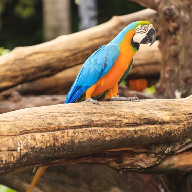 Amerika papağanı kuşlar